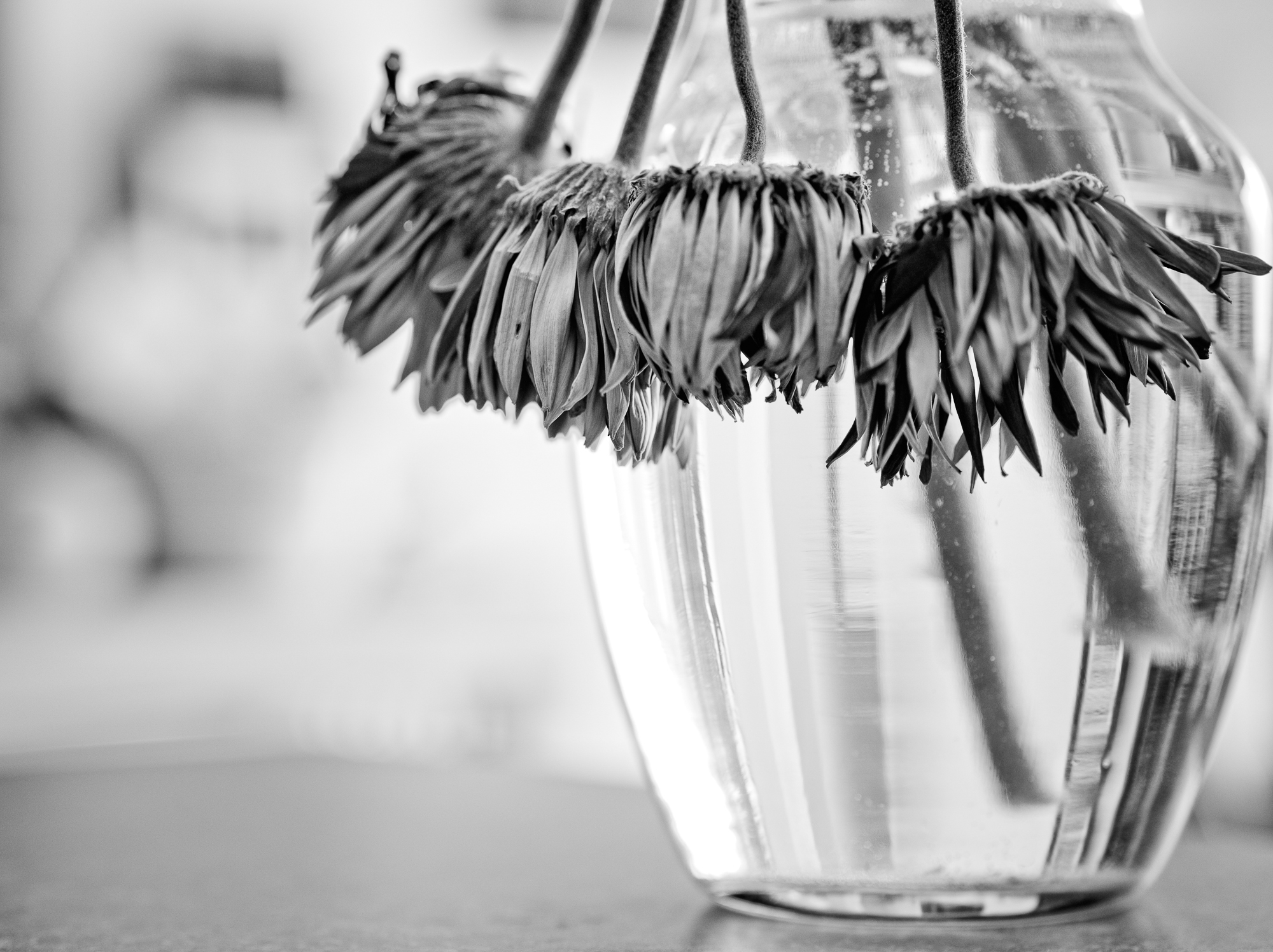 Black and white photo of a vase of dead flowers