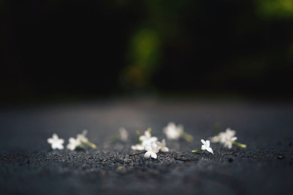 White flowers on a road