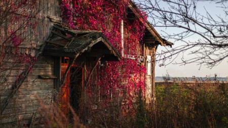 Old farm house covered in vines.