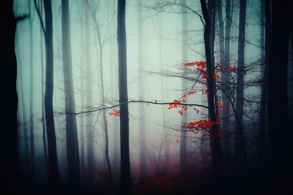 A forest in fog