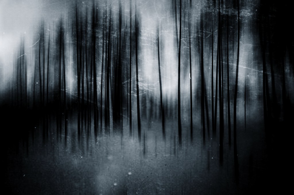 Dark forest at night