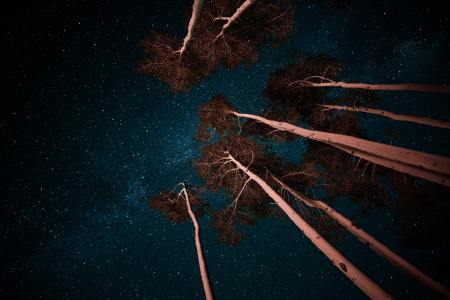 A forest at night, looking up into the stars.
