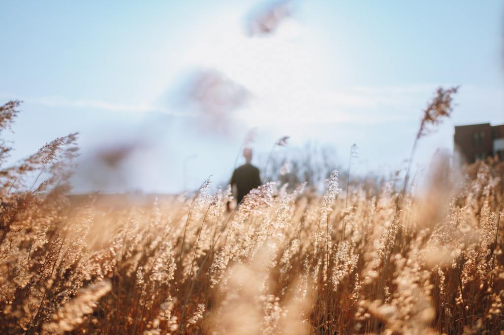 Man in a field of wheat.