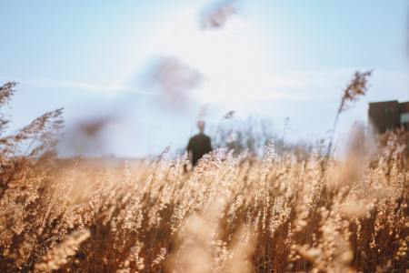 Man in a field of wheat.